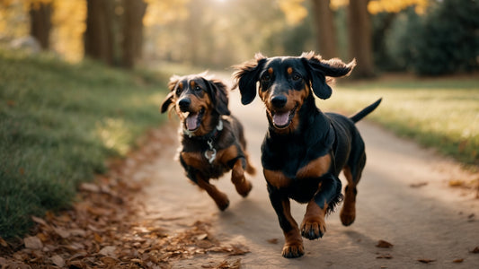 Beneficios de la Comida Natural Cocinada para Perros y Gatos: Una Opción Saludable y Deliciosa