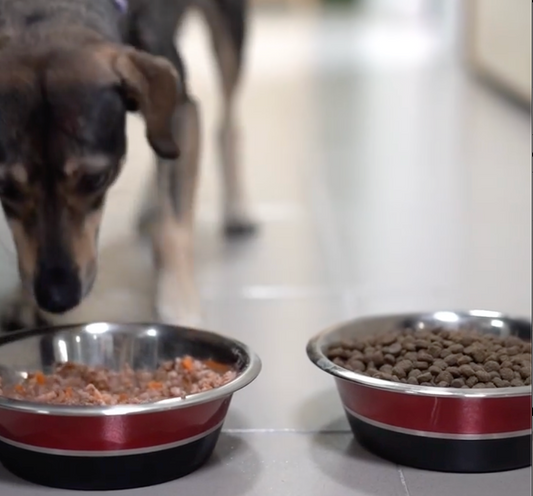 Alimentando a tu mascota: Diferencias entre comida natural cocida, BARF y concentrado